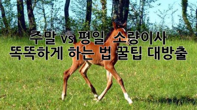 주말 vs 평일 🚚 소량이사 똑똑하게 하는 법! 꿀팁 대방출 🍯
